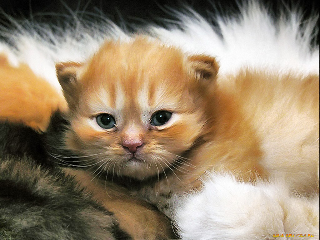 , , , submar, , 